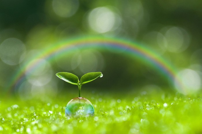 木の芽 虹がかかる